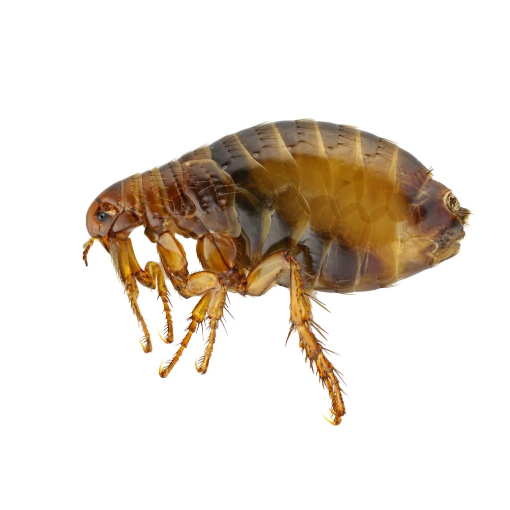 desinsectisation puce 1