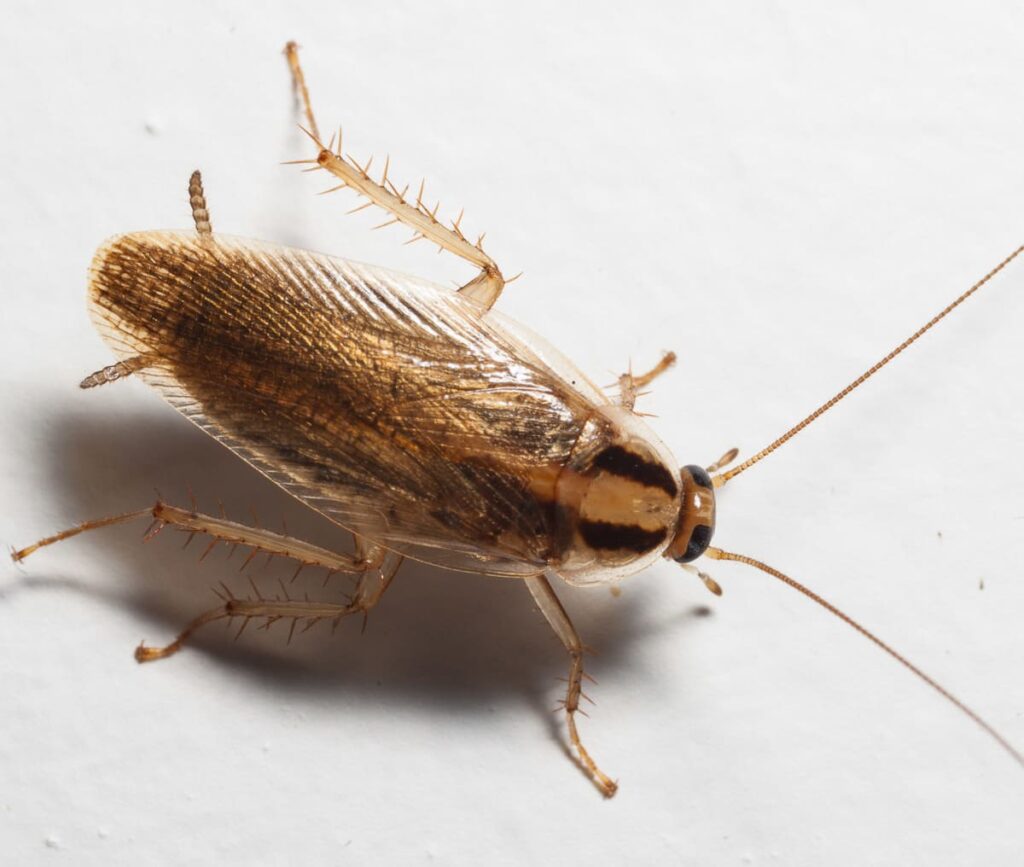 german cockroach blattella germanica 1