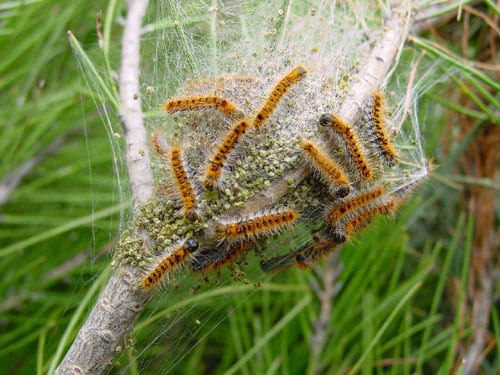 la chenille processionnaire du pin 1