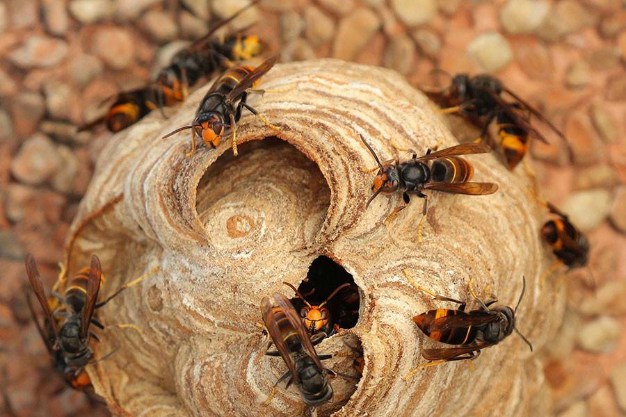 frelon asiatique nid
