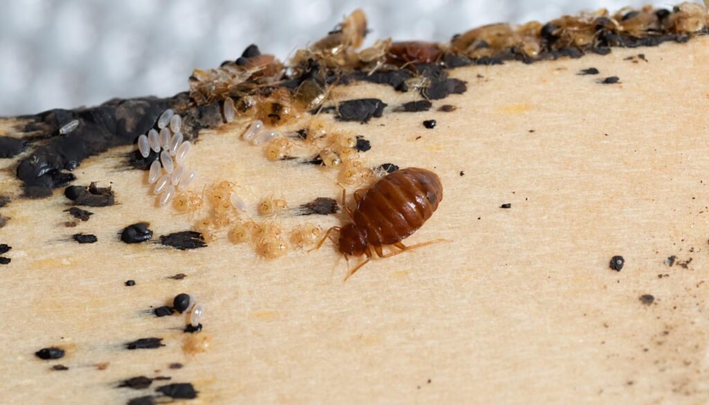 punaises de lit dans un camping