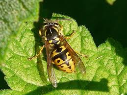guêpe germanique à Bayonne