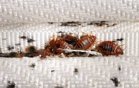 punaises de lit dans un hotel