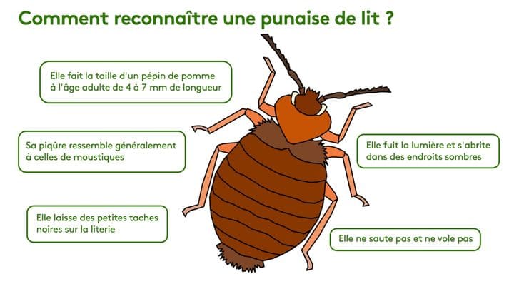 reconnaitre une punaise de lit