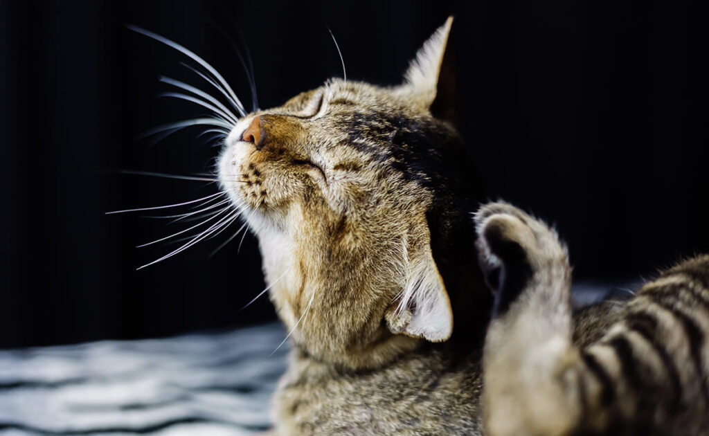 Exterminateur de Puces à Bayonne Chat qui se gratte a cause des puces