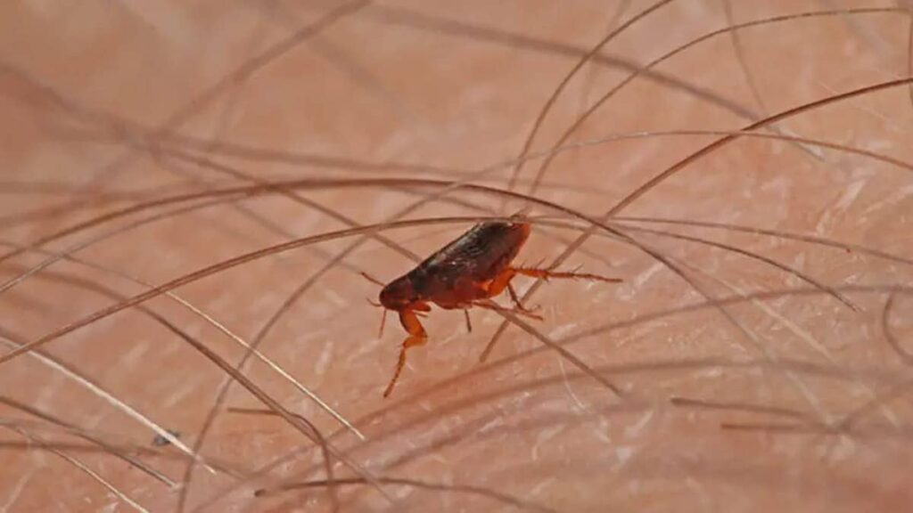 Exterminateur de Puces à Bayonne Puce qui pique un homme